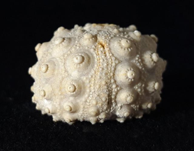 Hemicidaris intermedia (FLEMING 1828) - Bild © FossNet FossilienStore